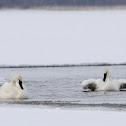 Trumpeter Swan