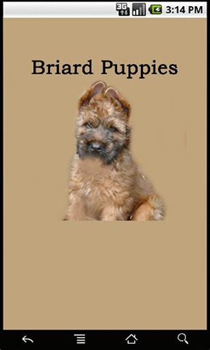 Briard Puppies