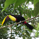 Chestnut-mandibled Toucan, Swainsons toekan