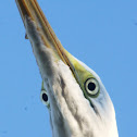 Great Egret