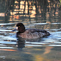 Lesser Scaup