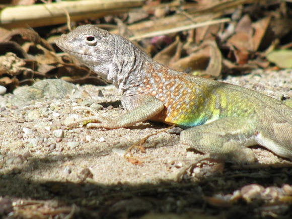 Spotting Image 1