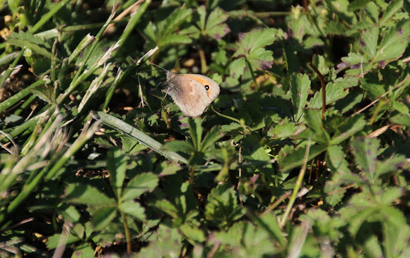 Spotting Image 1