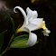 Orquidea Flor de un dia