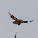 Red-tailed Hawk