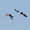 Shoveler; Pato Cuchara
