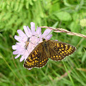 Glanville Fritillary, Przeplatka cinksia