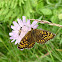 Glanville Fritillary, Przeplatka cinksia