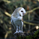 Barn Owl