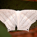 Moth