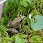 European Common Frog