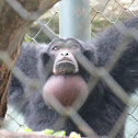 Siamang Gibbon