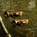 Egyptian Goose