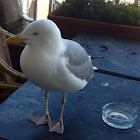 Herring Gull