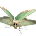 Geometrid moth
