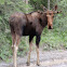 Moose