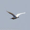 Squacco Heron; Garcilla Cangrejera