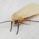 Yellow-winged Pareuchaetes moth