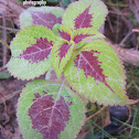 Coleus