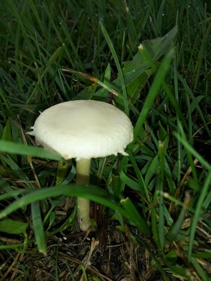 Spotting Image 1
