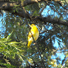 Weaver-Lesser Masked