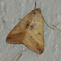 Withered Mocis