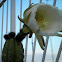 Cactus San Pedro