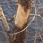 Beaver chewings