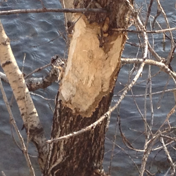 Spotting Image 1