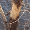 Beaver chewings