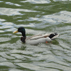 Male Mallard Duck