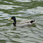 Male Mallard Duck