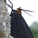 Virginia Ctenucha