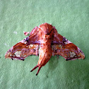 Venus turntail
