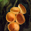 Cookeina speciosa