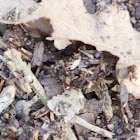 Antlion (Larvae)