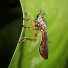 Robber fly