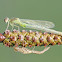 Damselfly