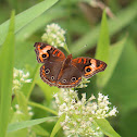 Caribbean Buckeye