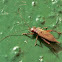 Cricket