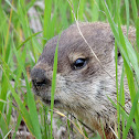 Woodchuck