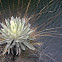 Frailejon