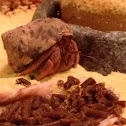Hermit Crab