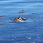 Harbor seal