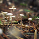 immature fungi