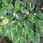 Hosta