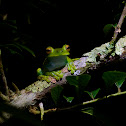 Tree Frog