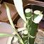 Bamboo