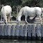 Camargue Horse
