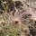 Chihuahuan Desert Plant Survey